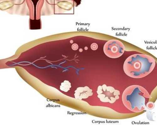古玩市场收购手串吗_香煎豆腐煲，超下饭！！