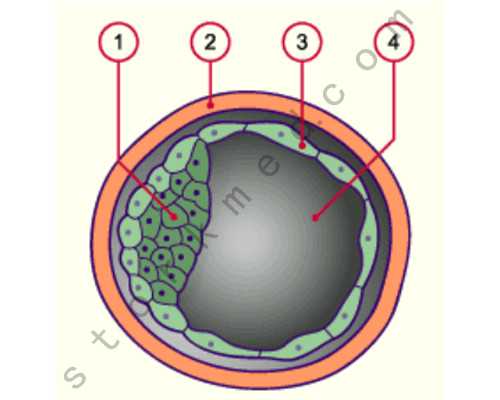 8周香港验血女孩准确性_香港验血16对都是阳性_性别鉴定真的有那么高准确率吗
