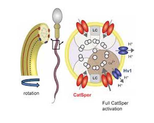 邮递香港验血一般是多少人民币_香港血液查看婴儿性别准确率高吗,看这些本