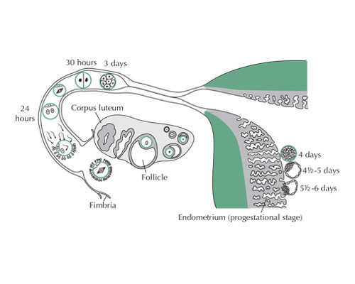 广州哪里有古玩市场直接交易的_钻石回购难题多 手续费用高鉴定标准不一