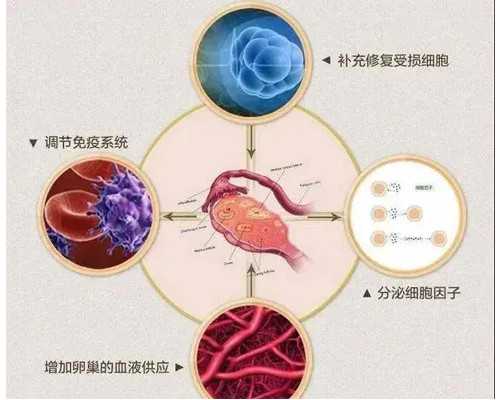 香港华夏基因验血查性别_去香港抽血验男女牢靠吗?你想知道的流程都在这!