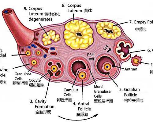 青岛最大古玩大集在哪里,属龙白羊座和属蛇双鱼座姻缘指数解析在一起合适吗