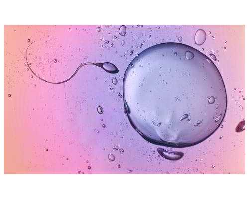 香港验血邮寄可信吗,卵巢早衰借卵试管成功率高吗？