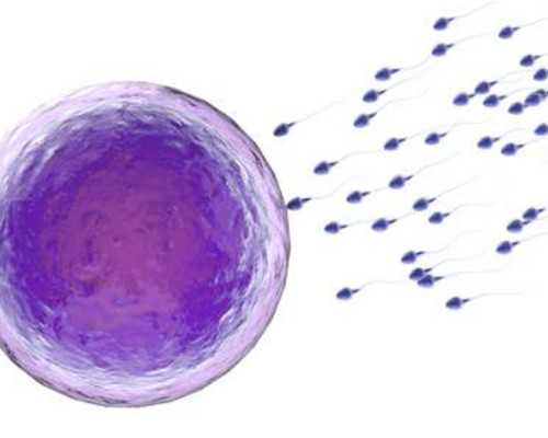 香港验血除了验男女还会验什么,备孕吃什么碱性食物容易生男孩