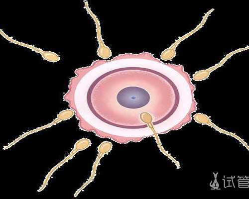 香港验血测胎儿性别报告怎么看,备孕能不能喝茶叶