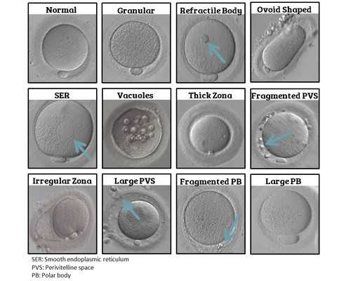 香港验血可以9周吗,知道这些验血没有任何问题,寄血到香港验血准吗