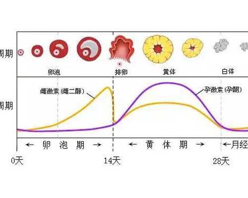 人虫沉浮古玩虫3_半月板损伤3度能自愈吗？