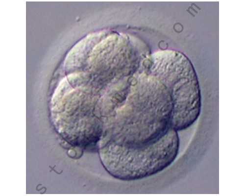 香港验血通过中介靠谱吗 寄到深圳_输血影响香港验血结果_测胎儿性别机构哪家