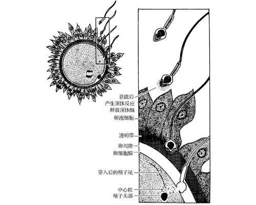 古玩瓷器收藏鉴定,跳绳能减小肚子吗