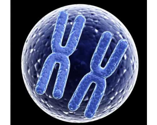 香港验血一般寄几天,卵巢早衰患者可以做供(借)卵试管婴儿选择胎儿性别吗