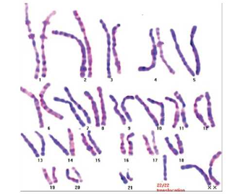 怀孕8周香港验血,美国试管助孕：鲜胚丶冻胚哪个的成功率更高?