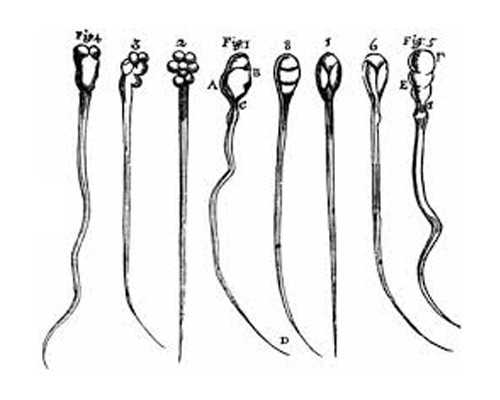 香港验血孕囊多大合适,试管黄体期促排卵前要做哪些准备?