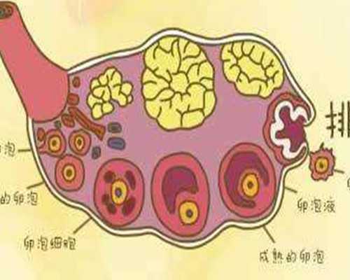 香港范德忠医生 验血_香港胎儿性别_你想知道的都在这了