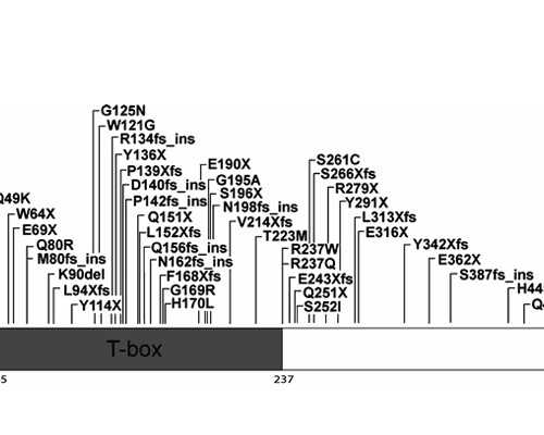 香港验血快递靠谱吗,为什么只能在怀孕7这周才能去香港验血检测男女？