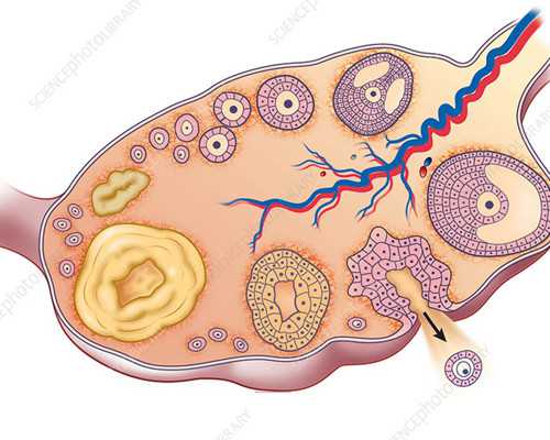 香港验血男女能翻盘吗,高龄试管前如何通过饮食调理来提高卵子质量和活力？