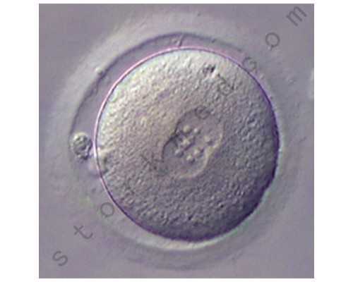 香港验血49天多少钱,去香港验血看男女提前几天_检测性别需要带些什么资料!