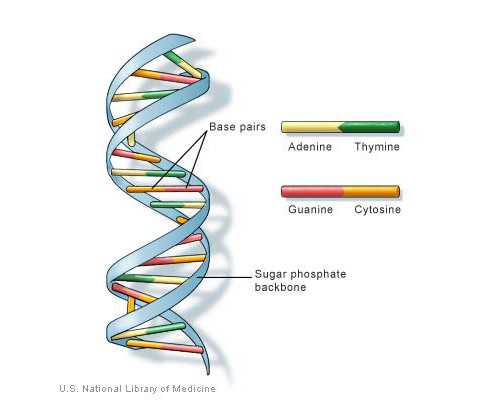 【香港化验所】前置胎盘可以顺产吗,怀孕多久可以过香港那边验血