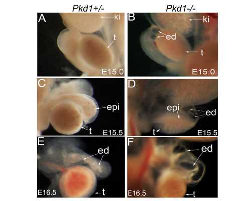 寄血到香港验血查男女可信吗,自己去香港怎么去医院验血_查男女哪个化验所最