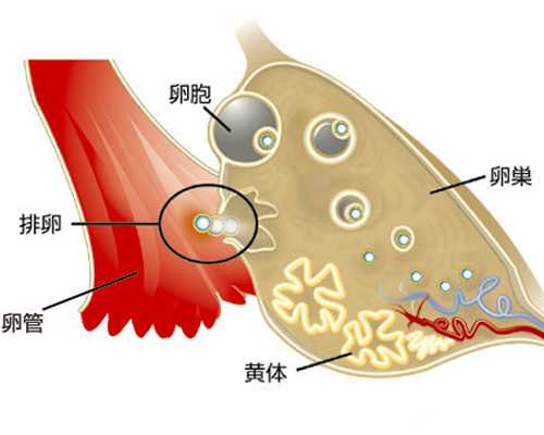 成都借卵做三代试管医院_一次试管成功经验分享,香港验血鉴定费用多少