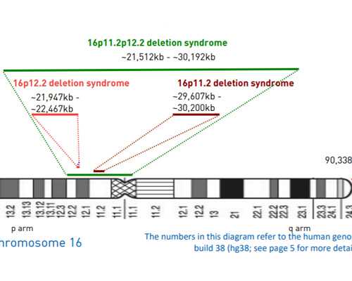香港男孩验血报告单_有必要告诉大家验男女的真,香港验血鉴定胎儿性别有不准