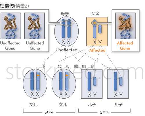 怀孕到香港验血什么时候可以验,《观察日记一则》作文500字观察日记一则,3