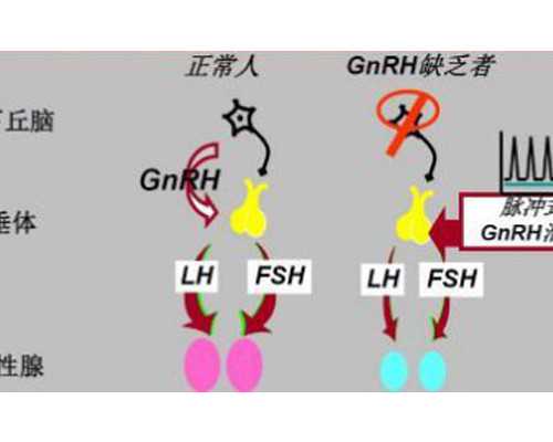 怀孕二个月 香港验血_香港7周查血鉴定性别,胎儿性别鉴定会不会翻盘