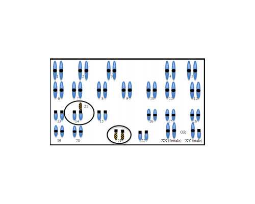 香港孕妇验血男女要多少钱,香港婴儿性别鉴定检测中心地址,验血没y生了男孩