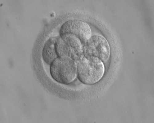 怀孕在香港验血知男女准吗,男女不孕不育的小摘要