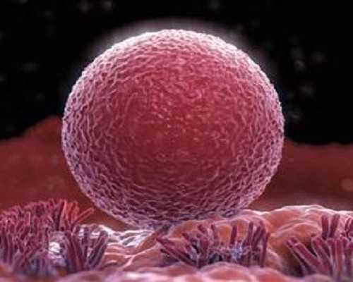 到底香港验血性别准确率有多高,备孕吃什么好 夏天备孕补叶酸水果推荐