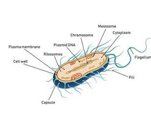 怀孕到香港验血可以吃叶酸吗,香港性别鉴定四大化验所-首选是又快有准确的机