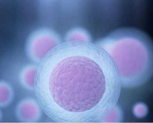 怀孕验血测男女原理,百分百准确率有可能实现,怎么约香港验血怀孕