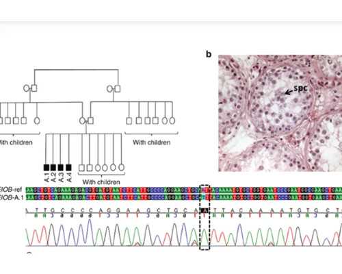 温州东方妇产医院可以香港验血吗,2020生鼠宝宝备孕时间表生鼠宝宝的最晚时间