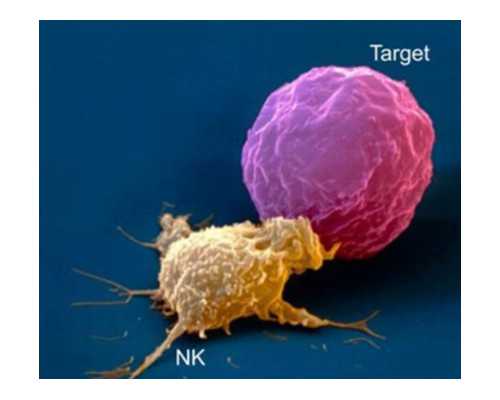 香港孕6周和7周验血的方法一样吗_香港验血说是男孩仍是女孩准吗_跟着中介去