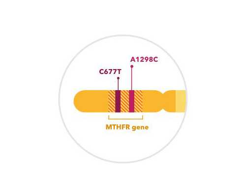 怀孕香港验血阳性什么意思_怀孕七周哪里可以查男女_网友一致认为这家化验所
