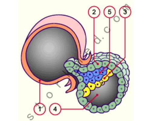 香港验血有遇到假中介的吗,香港验血孩子xy的性别_没y生了男孩真的靠谱吗!