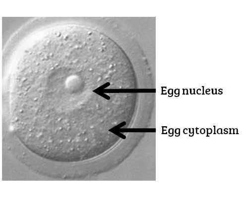 香港哪个医院可以胎儿验血,25岁单角子宫患者做试管成功率高吗？
