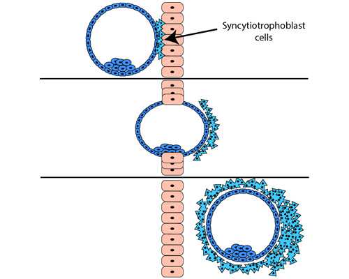 孕45天可以香港验血,男性不孕不育有什么特性?这些表现正在暗示你