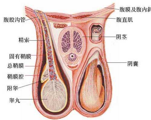 香港验血鉴定男女是医院还是诊所,子宫内膜缺失百分之九十还能怀孕吗？可以