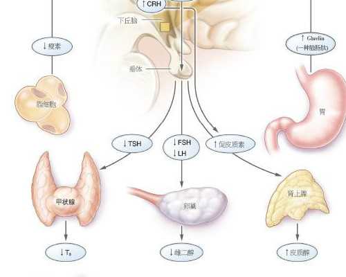 香港怀孕几周验血末次月经_香港验血为什么那么贵_各种详细流程揭晓分享给大