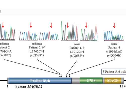 香港验血鉴定性别中介,经期怎样快速丰胸